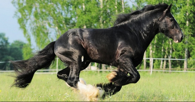 Shire Horses Poland